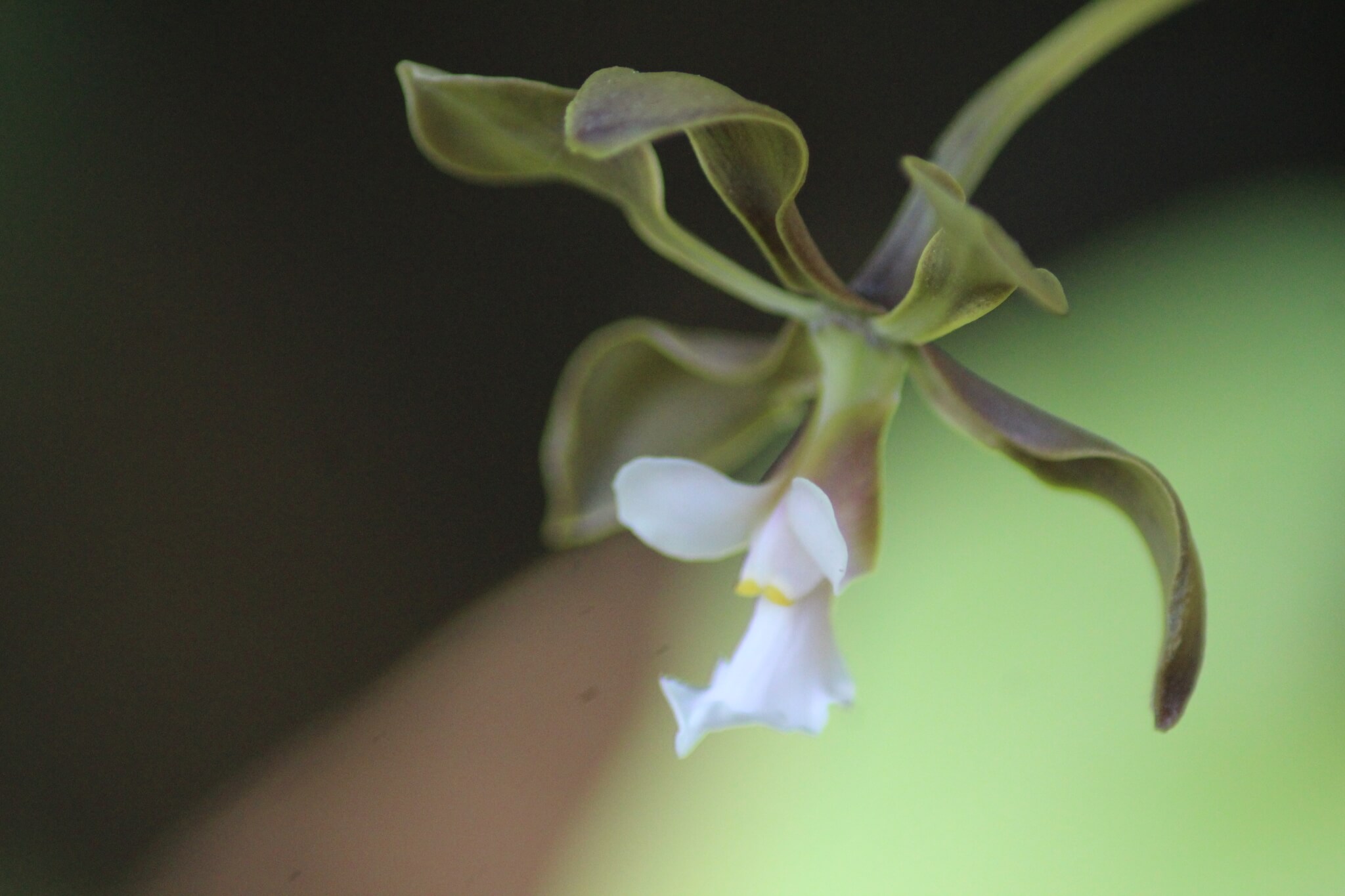 Encyclia selligera